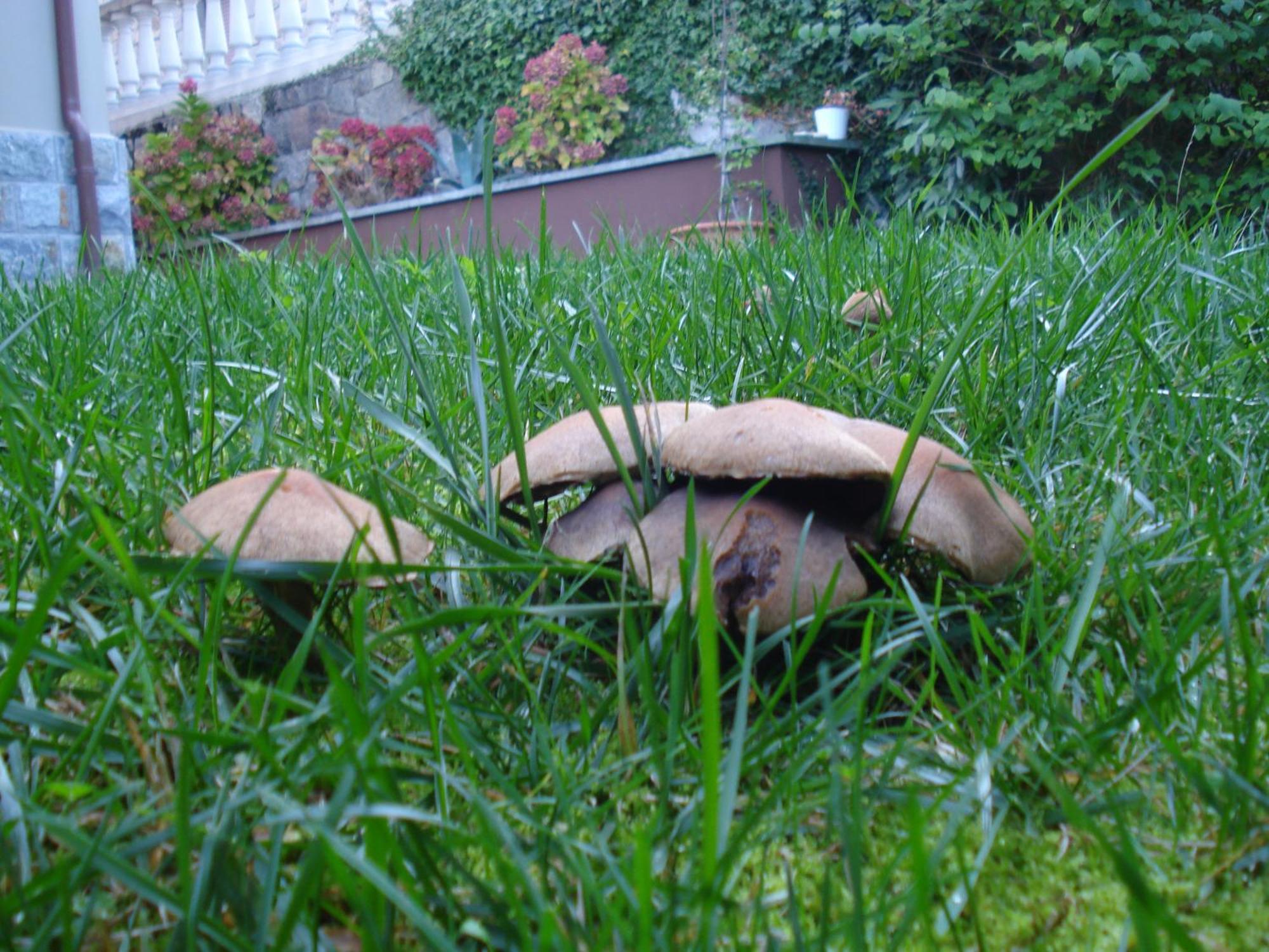 Jardin San Pelayo Appartement Niembro Buitenkant foto